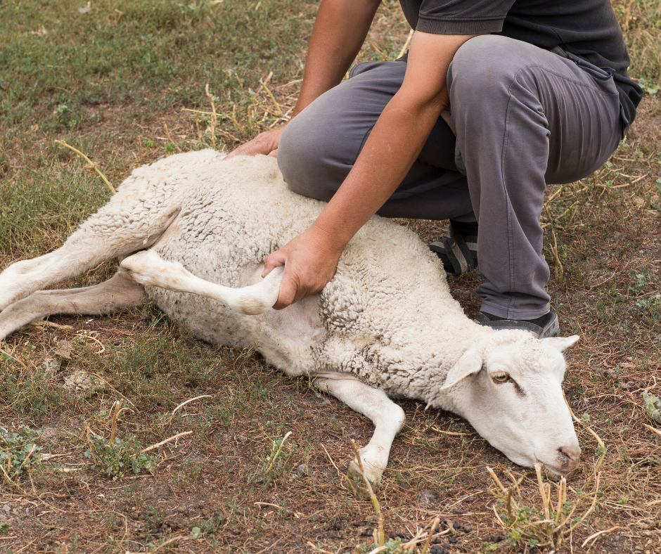 How to Prepare for Qurban